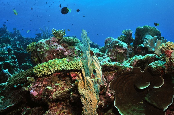 Fish swimming among coral on Ningaloo reef